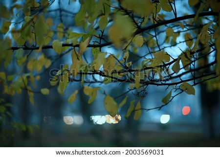 autumn evening branches gloomy background, abstract seasonal concept sadness stress