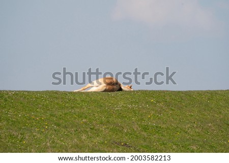 A yellow horse lies on top of a Dutch dike. He appears to be dead, but is probably resting in the sun. Blue sky in the background. Yellow dandelions and daisies in the grass.