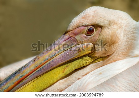 Great white pelican (Pelecanus onocrotalus) also known as eastern white or rosy pelican