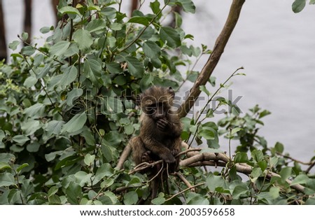 gray monkeys with smart facial expression on green branches in natural conditions 
