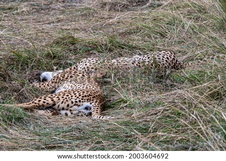 graceful and incredibly beautiful cheetahs resting in the tall green grass in the national park 