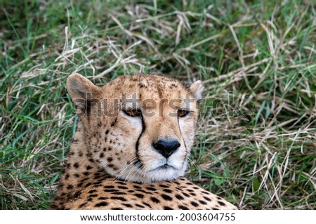 graceful and incredibly beautiful cheetahs resting in the tall green grass in the national park 