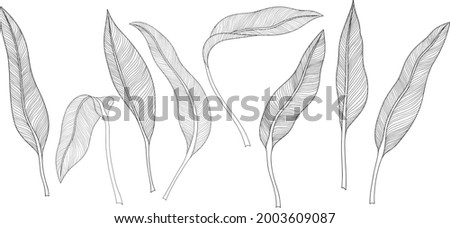 Tropical leaves isolated on white. Calathea leaves. Hand drawn vector illustration Royalty-Free Stock Photo #2003609087