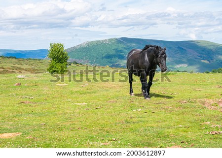 a beautiful wild black horse walking in a green meadow
