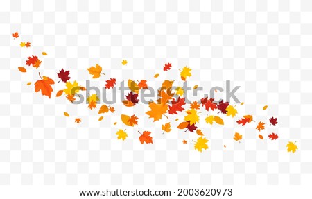 Autumn falling leaves isolated on white background. Autumn maple and oak leaves.