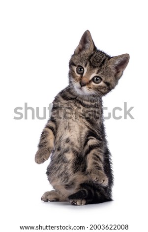 Sweet little brown house cat kitten, sitting up on hind paws like meerkat. Looking towards camera. Isolated on a white background.