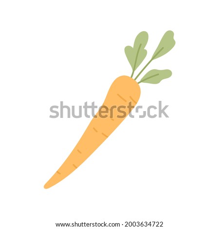Whole fresh carrot with tops. Orange tuber and leaf of raw root vegetable. Food plant with leaves. Colored flat vector illustration of crunchy sweet veggie isolated on white background.