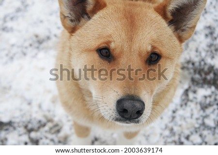 Photo of a beige dog, close-up portrait with blurred edges. A photo of a dog taken outdoors in winter, the dog's gaze looks directly at the viewer.