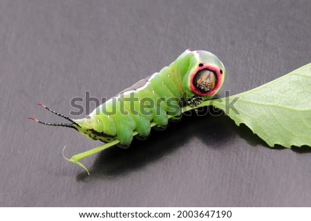 Large caterpillar of European puss moth (Cerura Vinula) or springtail close up in natural light Royalty-Free Stock Photo #2003647190