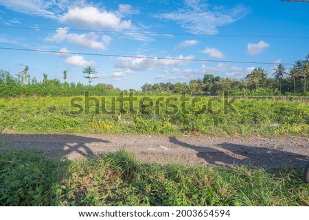 green chili plantation landscape with blue sky
