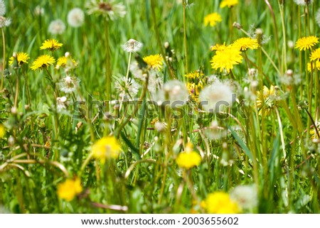 yellow dandelion flower, dandelion meadow, blooming dandelions, meadow flowers, summer, dandelions yellow and white, heat, meadow yellow flowers