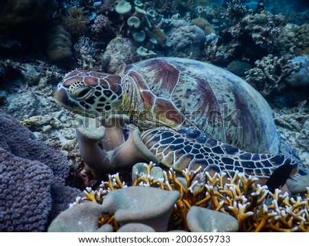 a turtle swimming under the sea and among the beautiful corals. penyu