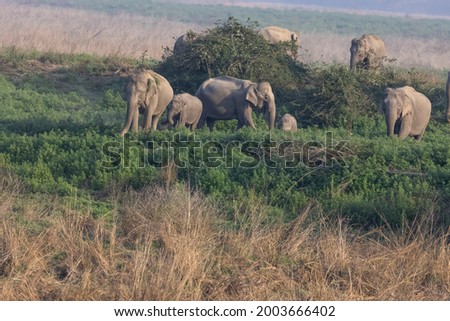 Herd of Indian elephant (Elephas maximus indicus) in the forest of Jim corbett national park.