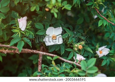 Summer background with white flowers on a green bush close-up. White, pale pink flowers with a tender, subtle aroma. Beautiful, delicate texture with flowers