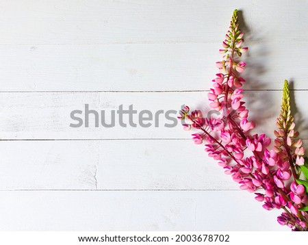 Pink lupins on a vintage white wooden background. Top view of lupine flower frame. Cosmetics product advertising backdrop or background. Empty place to display product packaging. Showcase mockup