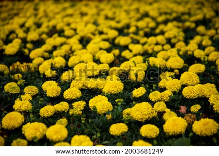 Image of yellow flowers in the garden.