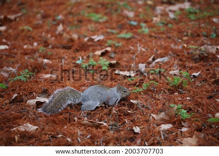 squirrel walking on the ground 