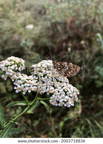 A butterfly on a white flower