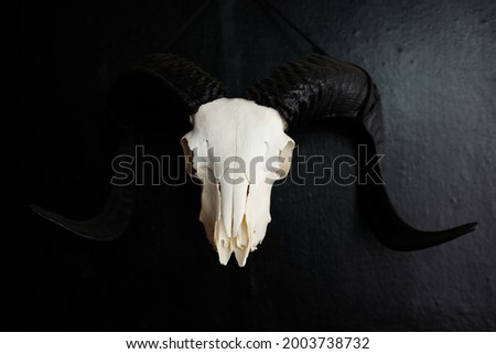 mountain goat skull on black background.  black horns