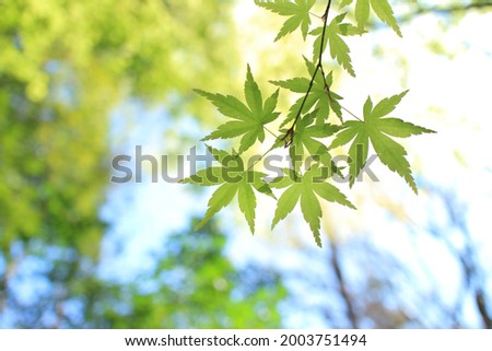 Japanese fresh green maple leaf abstract on blurry natural sunlight background, summer photography