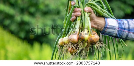 a bunch of fresh onions in the hands of a farmer. Nature. Selective focus