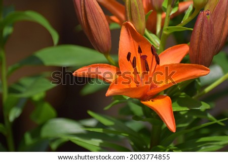 Orange lily or fire lily flower with a strong focus on the pollen on the stamens
