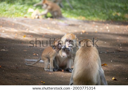Crab-eating Macaque in the park.