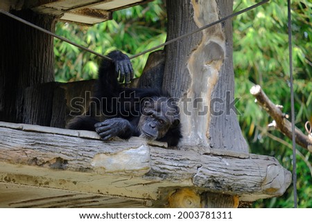 The chimpanzee, also known as the common chimpanzee, or simply chimp, is a species of great ape native to the forest and savannah of tropical Africa