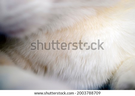A soft textured background is created with the white hairy area on the cat's chest. cat fur