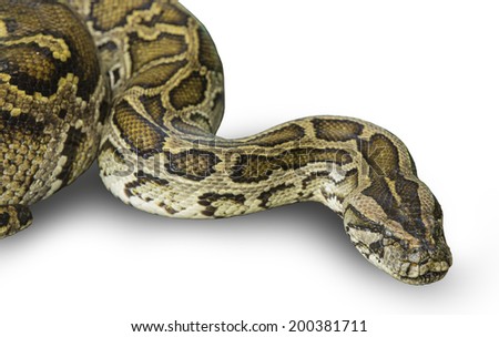 Boa constrictor snake in front of white background with clipping path