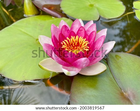 Water lily in pond with green leaves on water