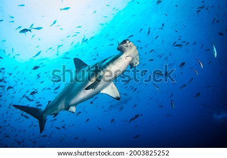Hammerhead shark (Sphyrnidae) swimming in tropical underwaters. Hammer shark in underwater world. Observation of wildlife ocean. Scuba diving adventure in Ecuador coast of Galapagos