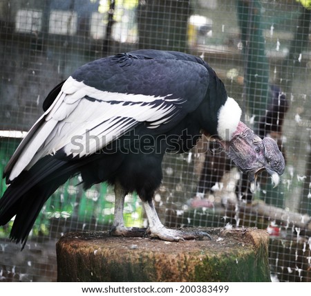  Condor in zoo