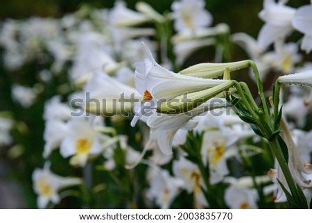Lilies are herbaceous plants with leafy stems.