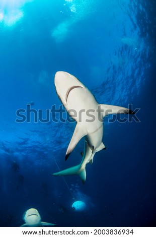 Art noise film grain. Blacktip ocean shark swimming in tropical underwaters. Sharks in underwater world. Observation of animal world. Scuba diving adventure in South Africa coast of RSA