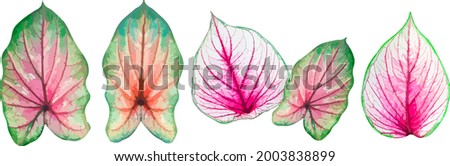 Set of bromeliad leaf, natural beautiful bright colorful leaves isolated on white, vector illustration
 Royalty-Free Stock Photo #2003838899