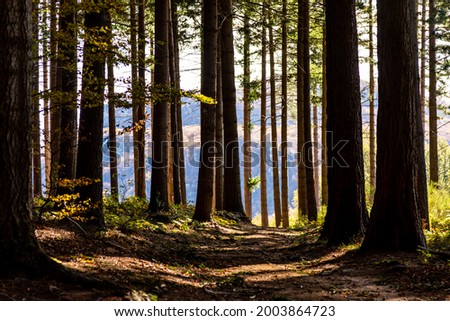 Suggestive forest interior with chiaroscuro. Sun rays penetrating inside a beautiful forest in autumn Royalty-Free Stock Photo #2003864723