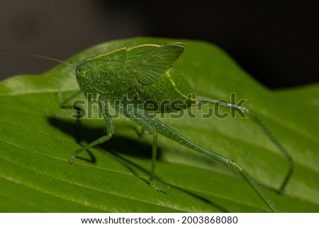 A Katydid resting on a leaf Royalty-Free Stock Photo #2003868080