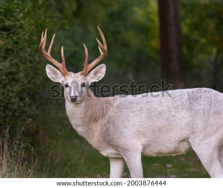 A Leucistic Whitetail buck on alert Royalty-Free Stock Photo #2003876444