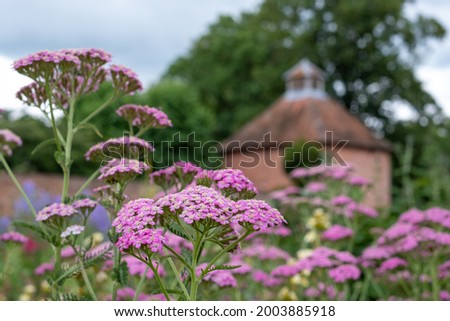Variety of colourful flowers including achillea flowers, photographed in mid summer at the historic walled garden at Eastcote House Gardens, Borough of Hillingdon, north west London UK.