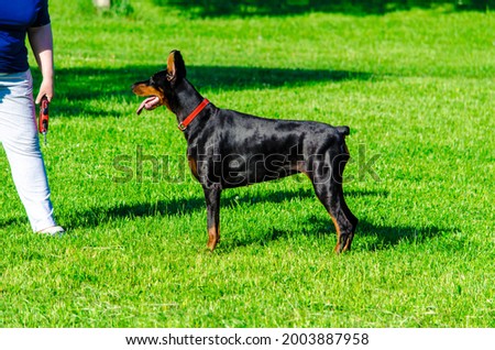 Black doberman on the meadow grass in the summer