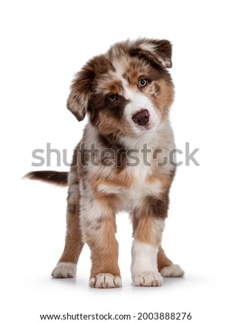 Cute red merle white with tan Australian Shepherd aka Aussie dog pup, standing facing front. Looking towards camera with cute head tilt, mouth closed. Isolated on a white background. Royalty-Free Stock Photo #2003888276