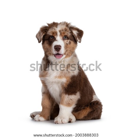 Cute red merle white with tan Australian Shepherd aka Aussie dog pup, sitting on ass facing front. Looking towards camera, tongue out. Isolated on a white background. Royalty-Free Stock Photo #2003888303