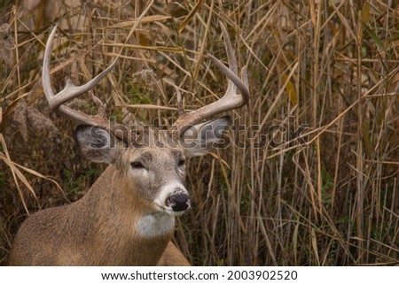Whitetail buck resting in some tall grass Royalty-Free Stock Photo #2003902520