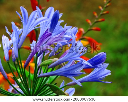 African lily, Agapanthus africanus is a flowering plant from the genus Agapanthus found only on rocky sandstone slopes.                                Royalty-Free Stock Photo #2003909630