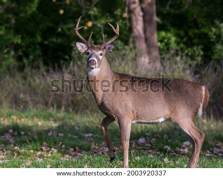 Whitetail Buck standing alert in a field Royalty-Free Stock Photo #2003920337