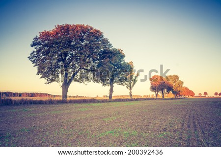 vintage photo of field with trees