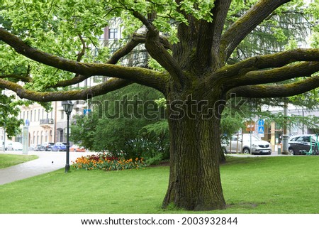 Large branchy tree in central park . High quality photo Royalty-Free Stock Photo #2003932844