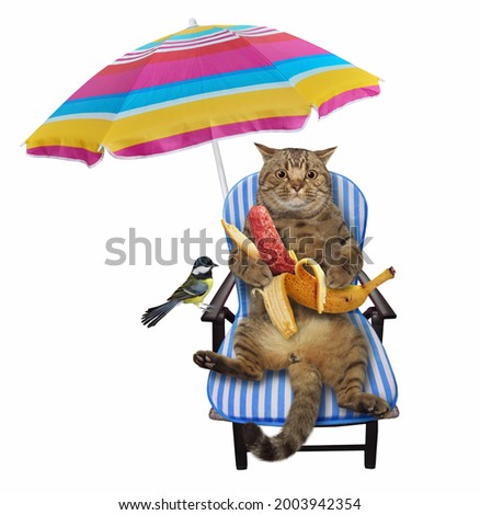 A beige cat on a beach chair is eating a banana sausage under an umbrella. White background. Isolated.