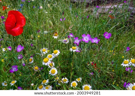 Beautiful background of various small wild flowers in summer